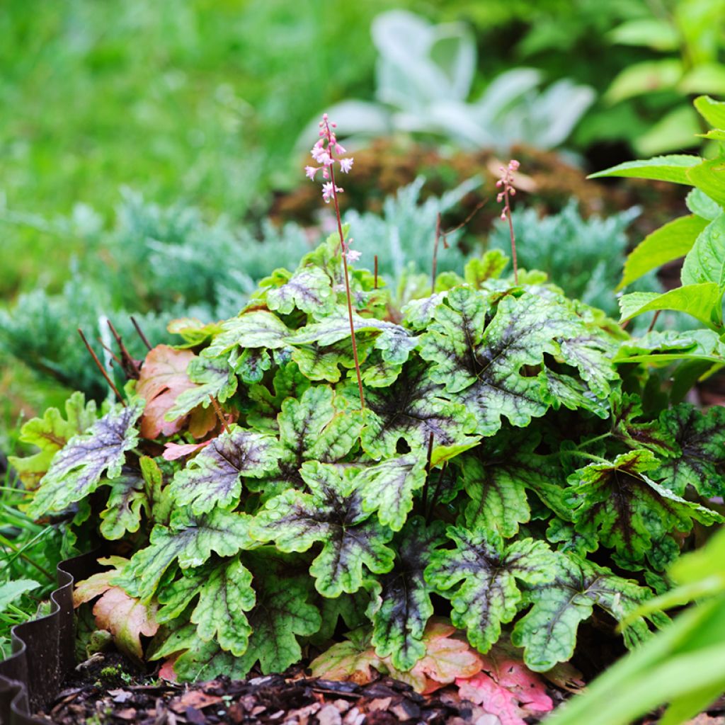 Heucherella Tapestry