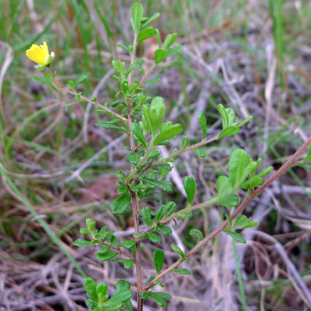 Hibbertia aspera - Fleur de Guinée