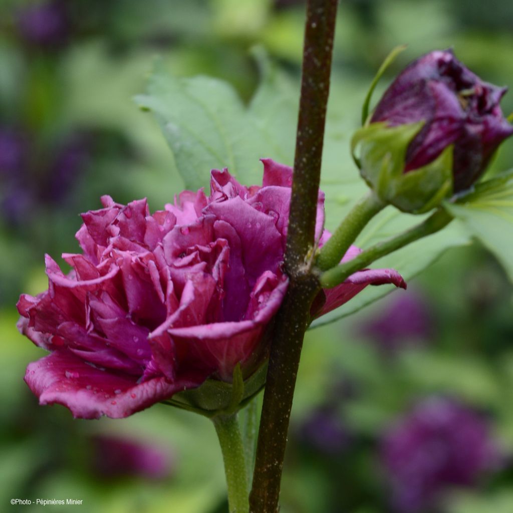 Hibiscus French Cabaret Red - Mauve en arbre double rouge foncé