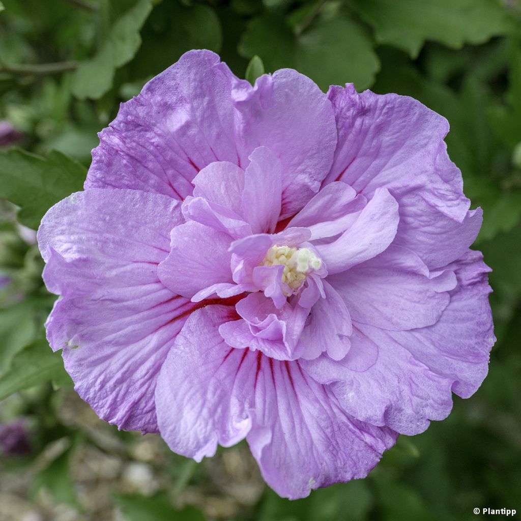 Hibiscus syriacus Lavender Chiffon - Ibisco