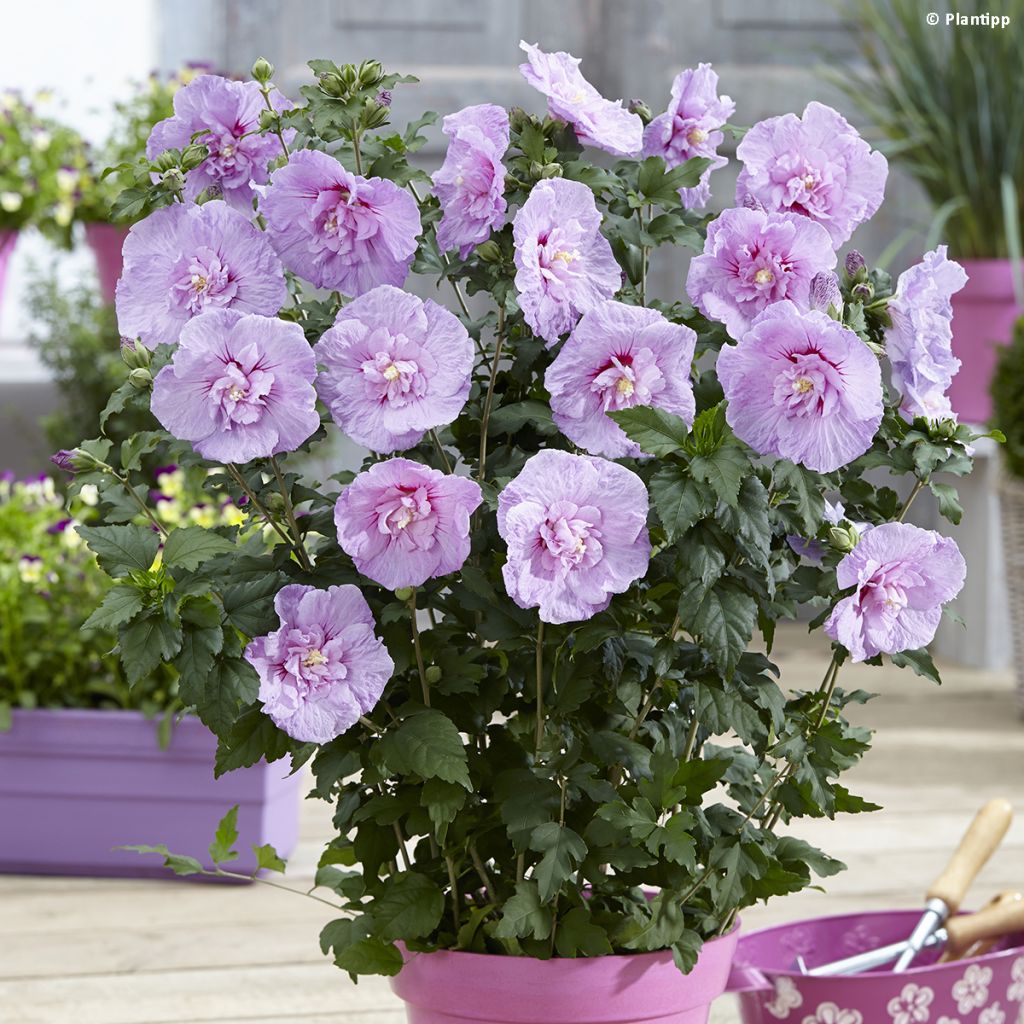 Hibiscus syriacus Lavender Chiffon - Ibisco