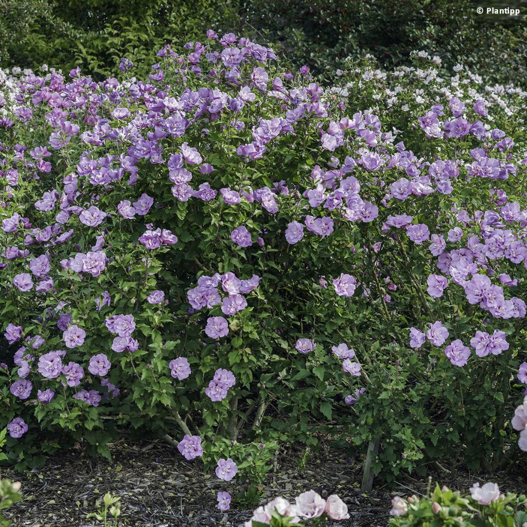 Hibiscus syriacus Lavender Chiffon - Ibisco