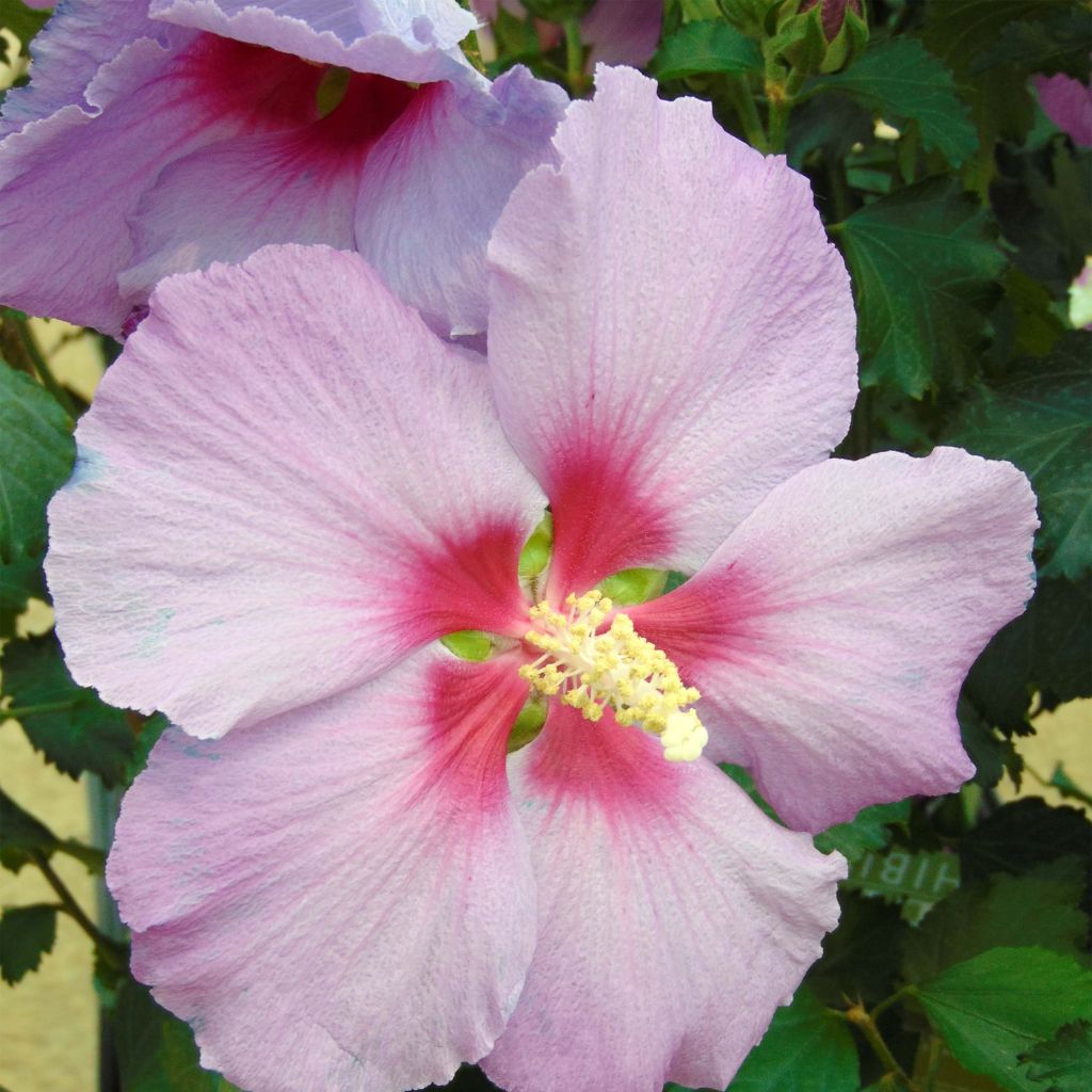 Hibiscus Rose Moon - Ibisco