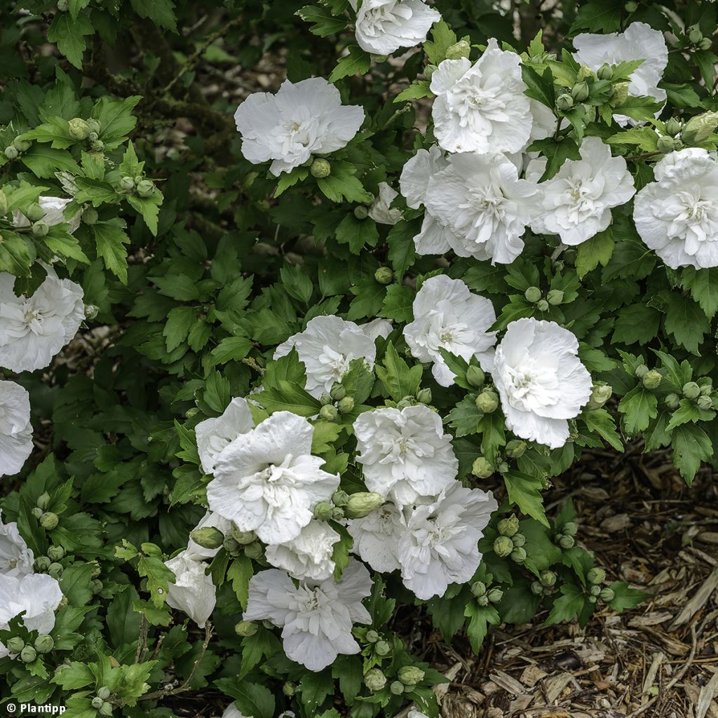 Hibiscus syriacus White Chiffon - Ibisco