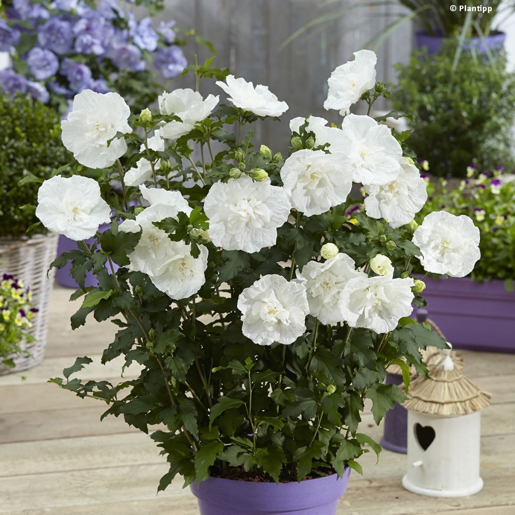 Hibiscus syriacus White Chiffon - Ibisco