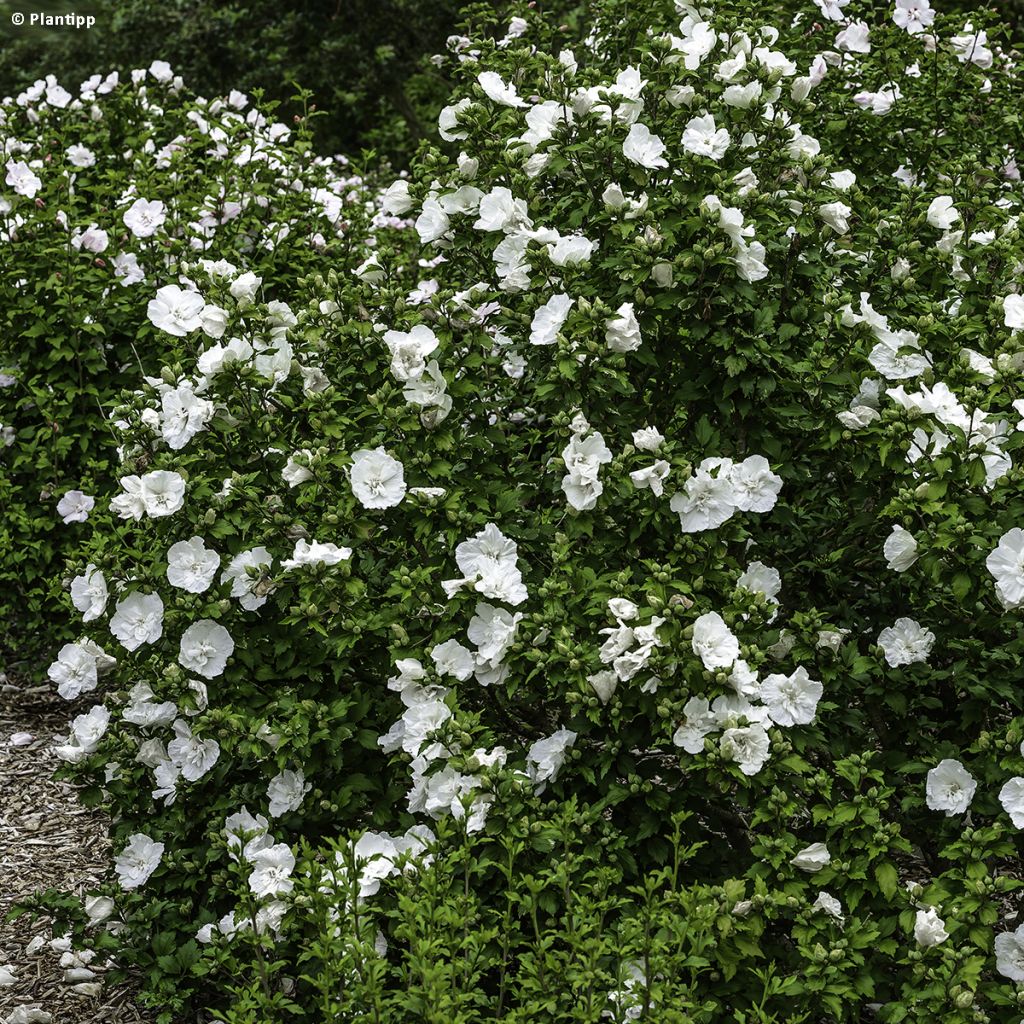 Hibiscus syriacus White Chiffon - Ibisco