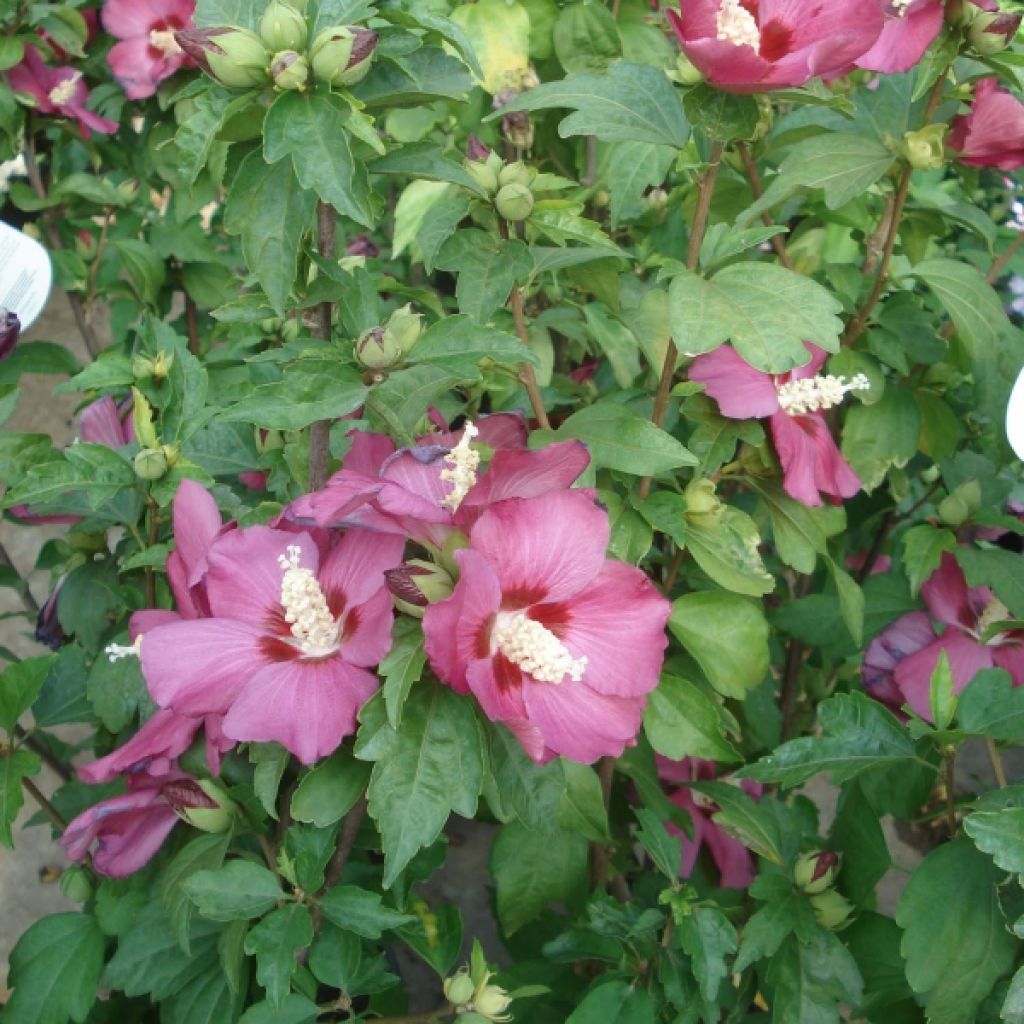 Hibiscus syriacus Woodbridge - Ibisco