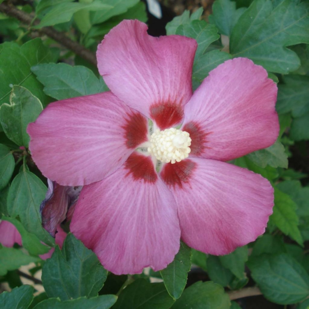 Hibiscus syriacus Woodbridge - Ibisco