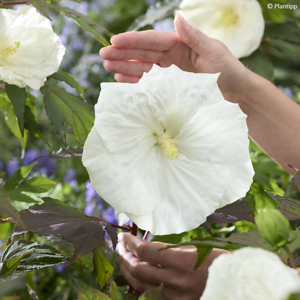 Hibiscus moscheutos Carousel Ghost - Ibisco palustre