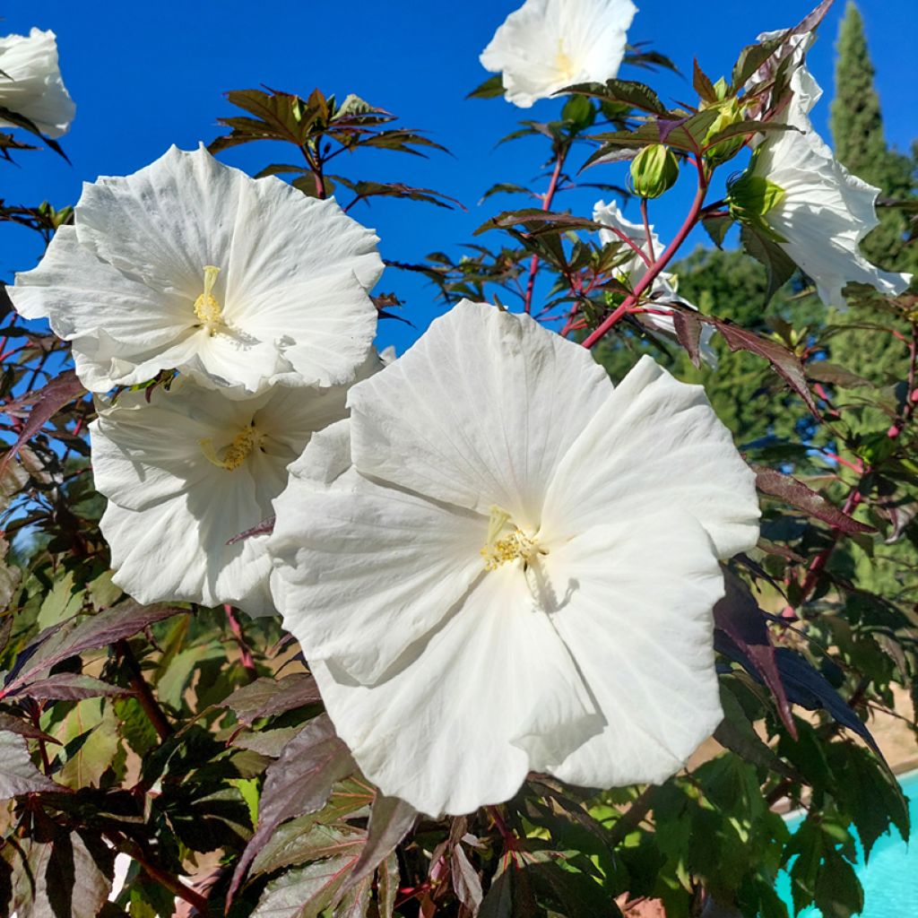 Hibiscus moscheutos Carousel Ghost - Ibisco palustre