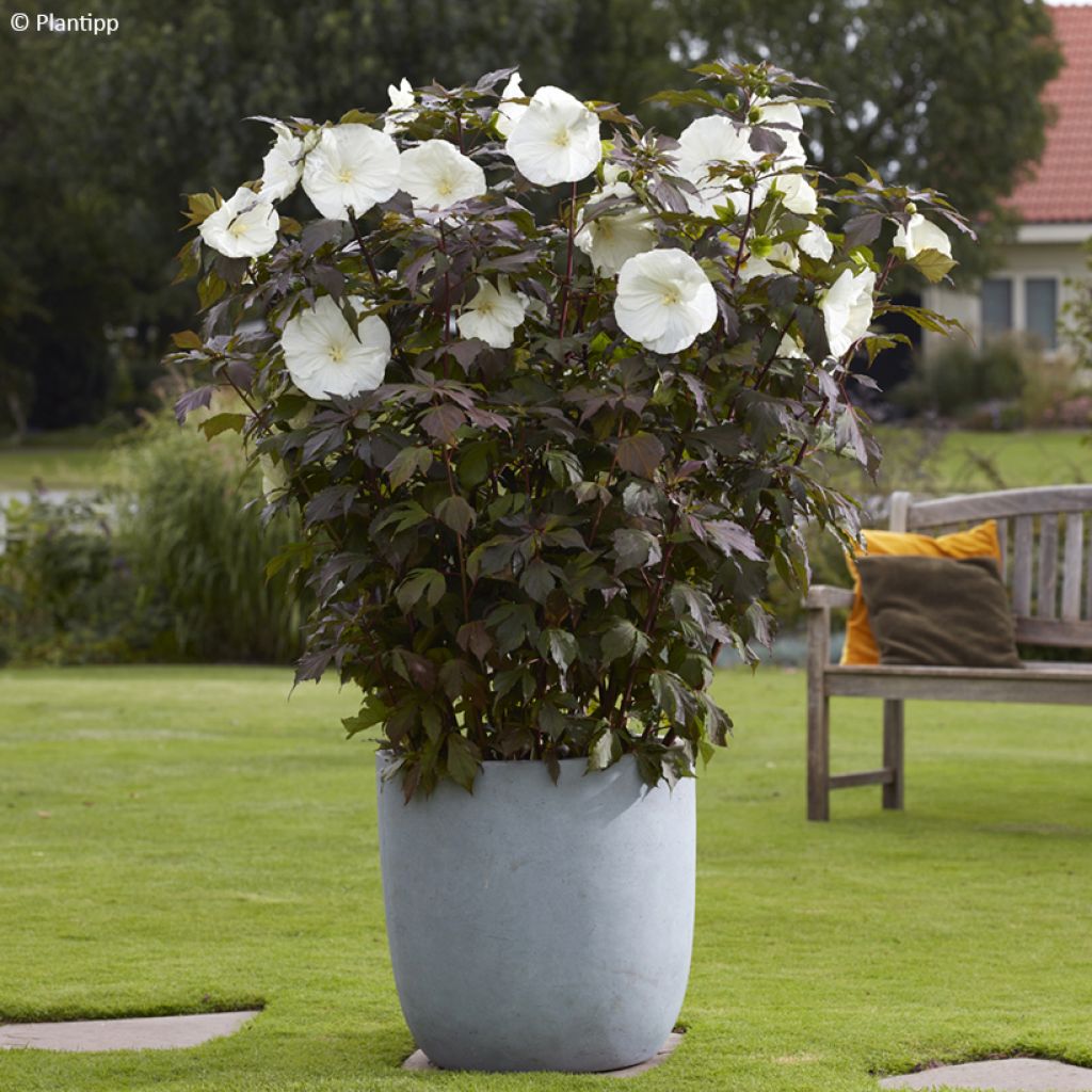 Hibiscus moscheutos Carousel Ghost - Ibisco palustre