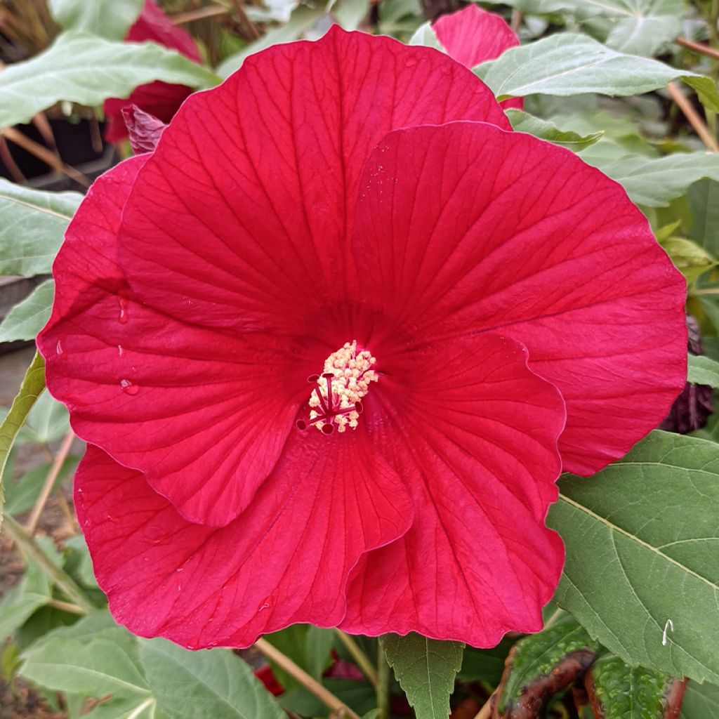 Hibiscus moscheutos Midnight Marvel - Ibisco palustre