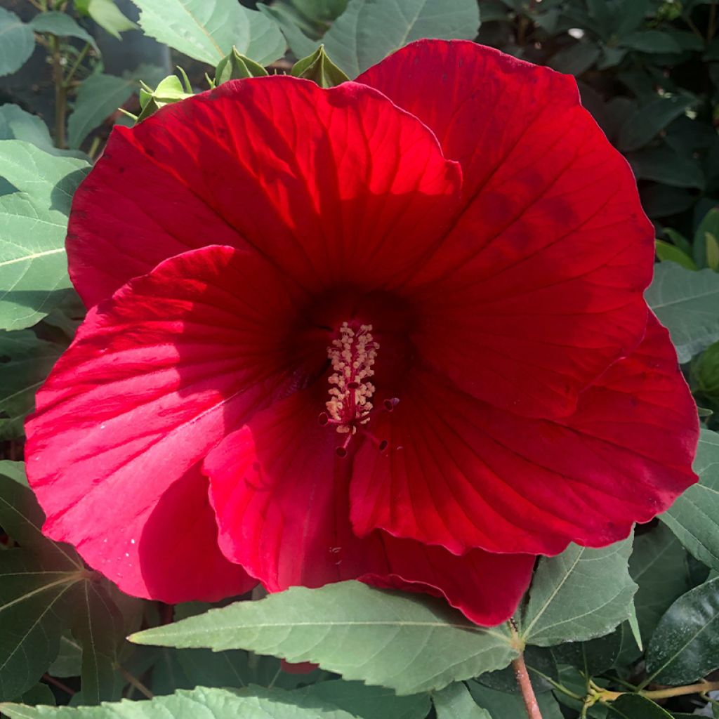 Hibiscus moscheutos Midnight Marvel - Ibisco palustre