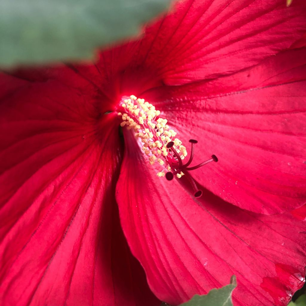 Hibiscus moscheutos Midnight Marvel - Ibisco palustre