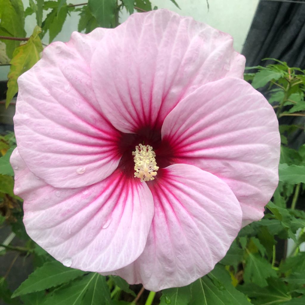 Hibiscus moscheutos Pink Candy - Hibiscus des marais