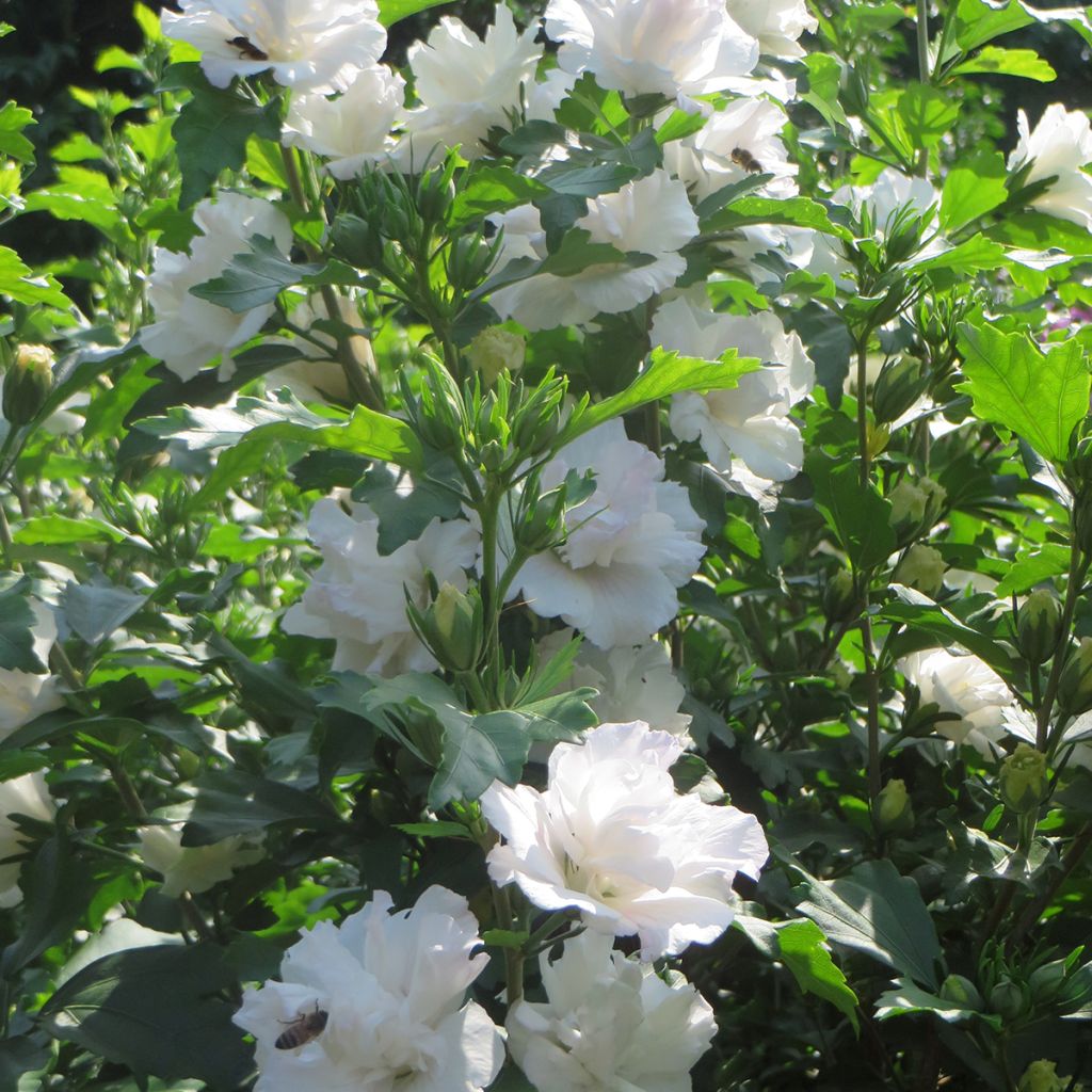 Hibiscus syriacus Admiral Dewey - Ibisco