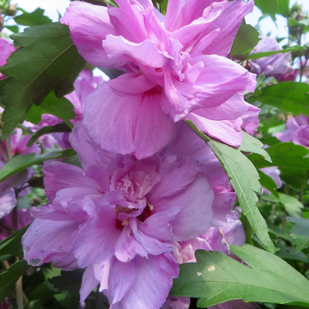 Hibiscus syriacus Ardens - Ibisco