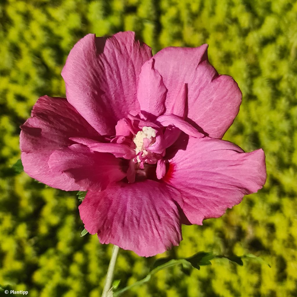 Hibiscus syriacus Flower Tower Ruby - Ibisco