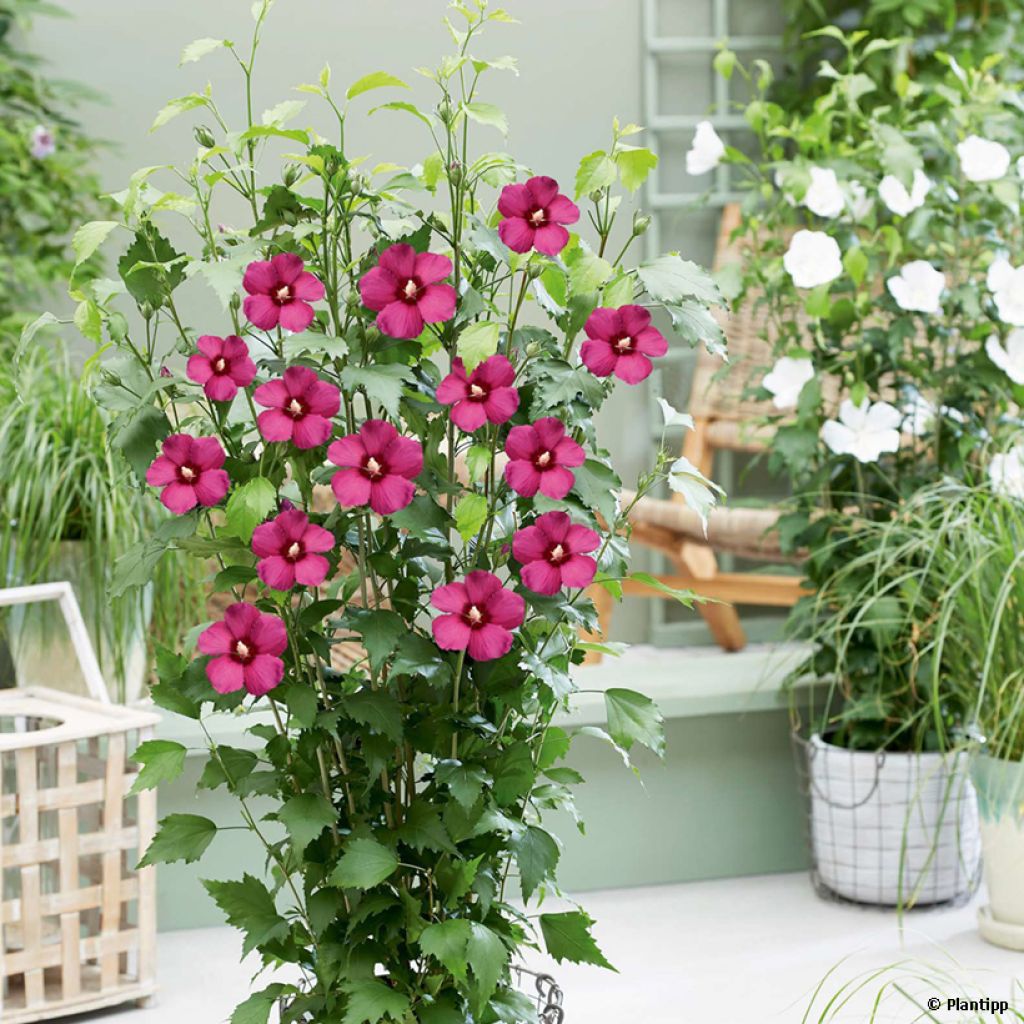 Hibiscus syriacus Flower Tower Ruby - Ibisco