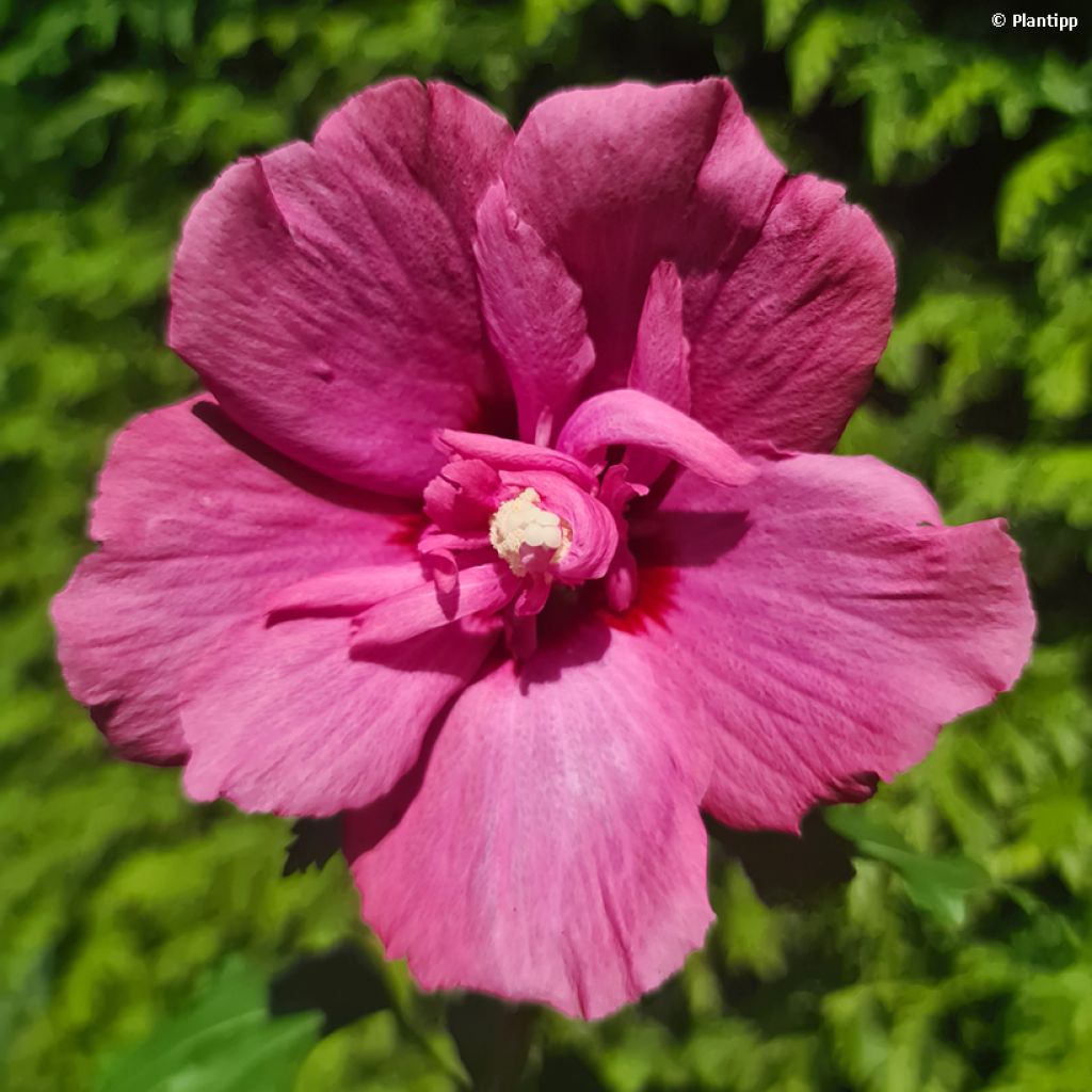 Hibiscus syriacus Flower Tower Ruby - Ibisco