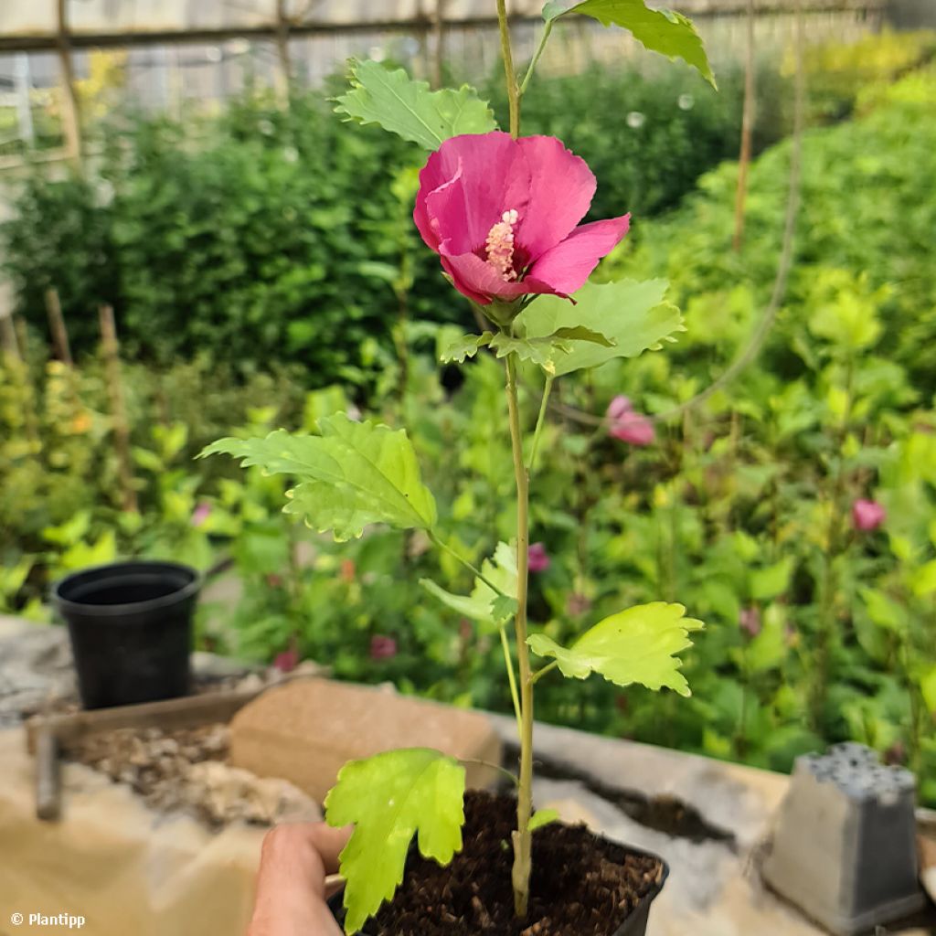 Hibiscus syriacus Flower Tower Ruby - Ibisco