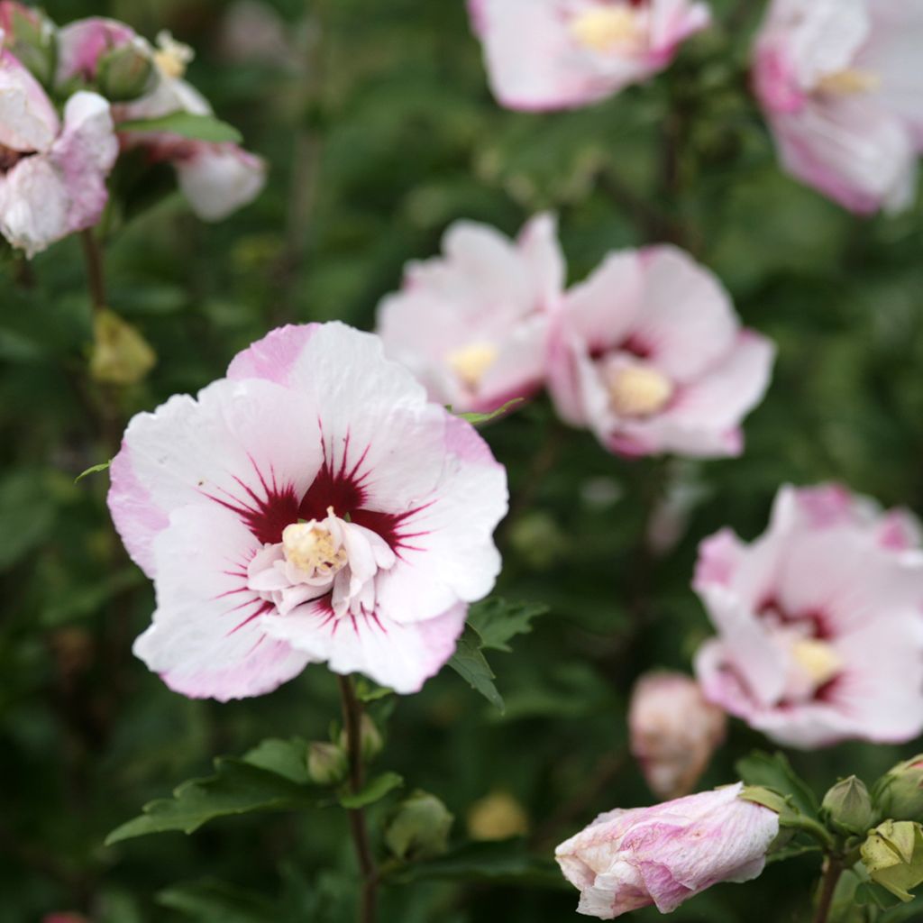 Hibiscus syriacus Pinky Spot - Ibisco