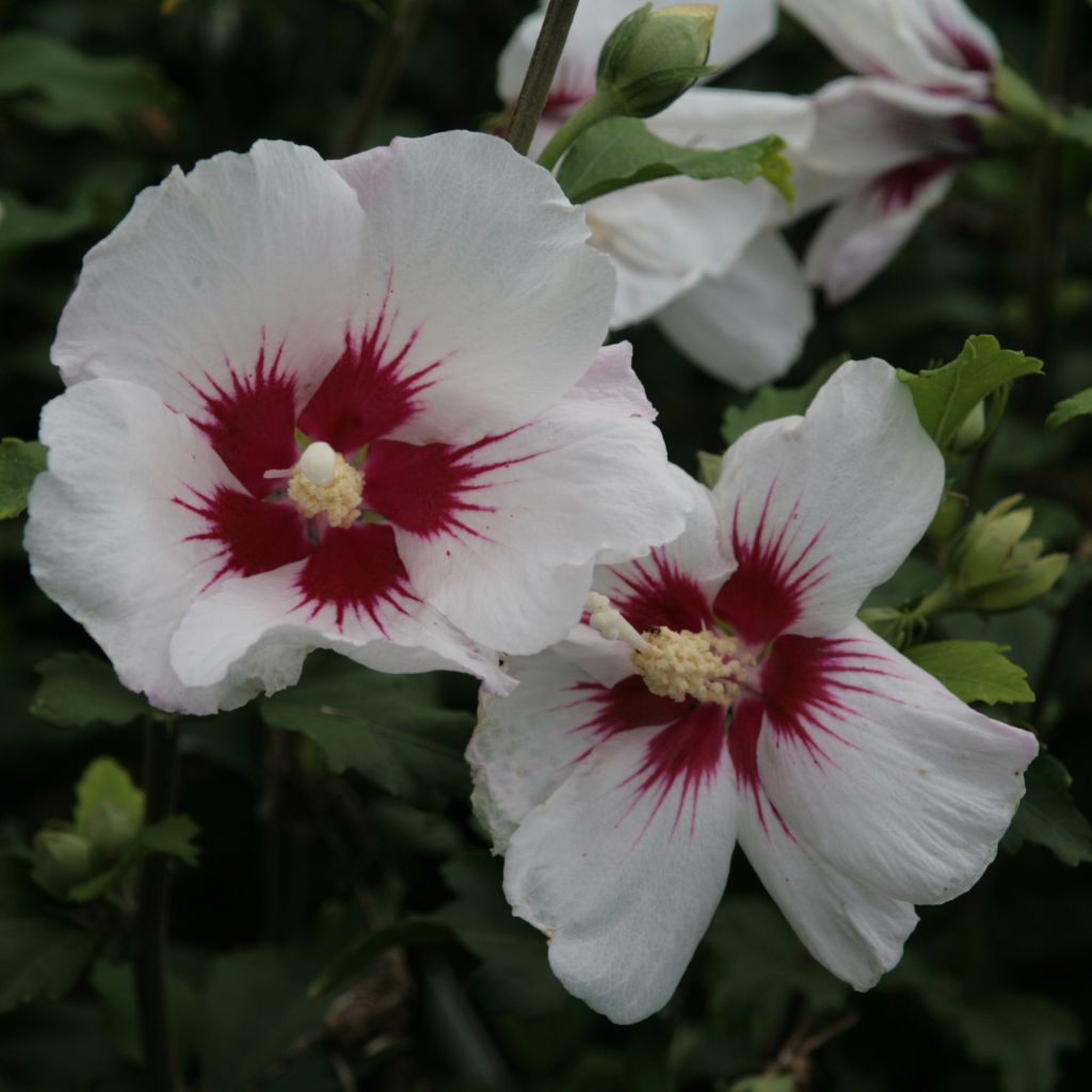 Hibiscus syriacus Shintaeyang - Ibisco