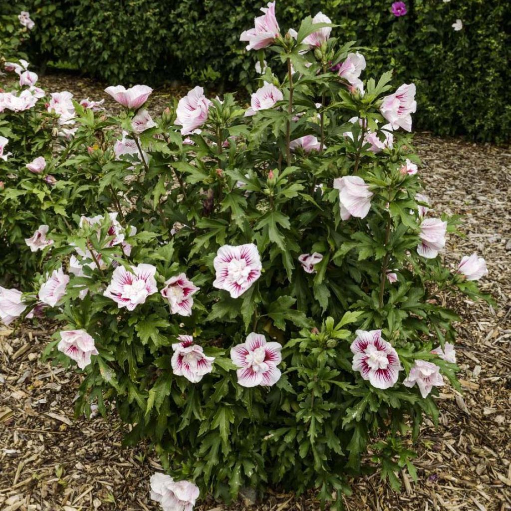 Hibiscus syriacus Starburst Chiffon - Althéa 