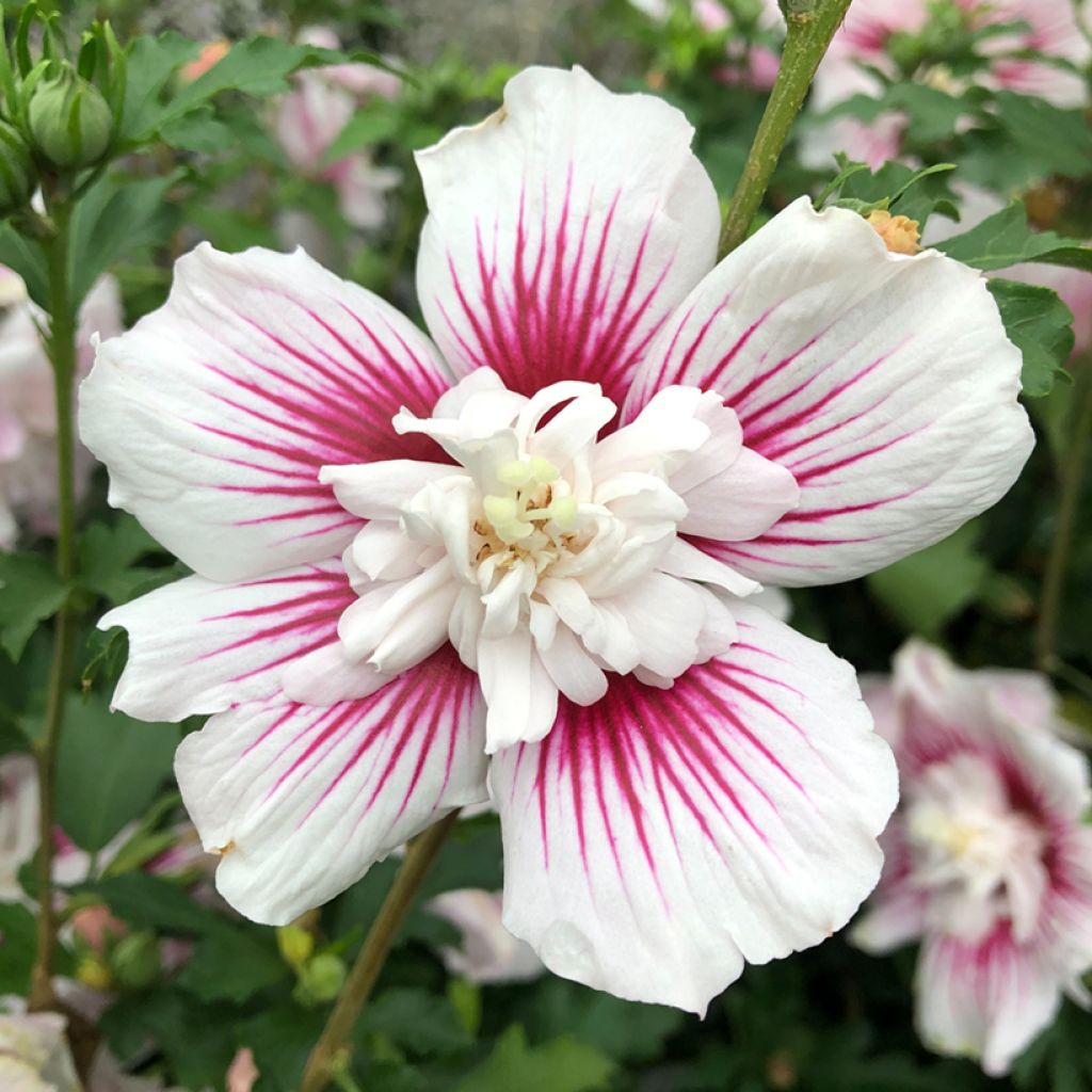 Hibiscus syriacus Starburst Chiffon - Althéa 