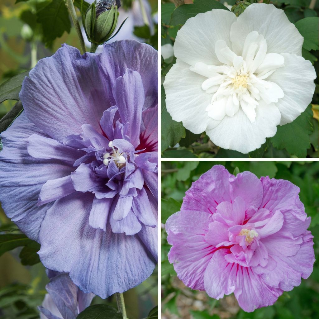 Hibiscus syriacus Three Sisters Mix - Ibisco