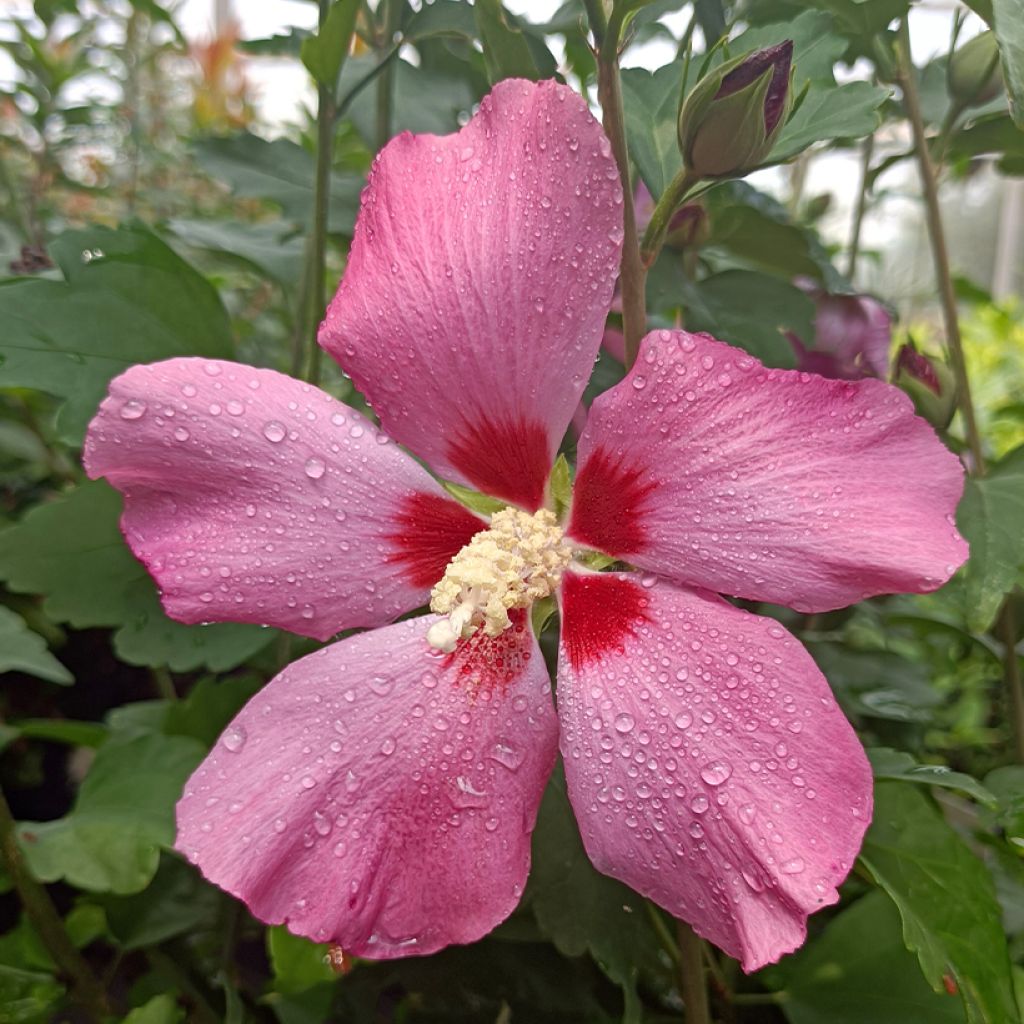 Hibiscus syriacus Woodbridge - Ibisco