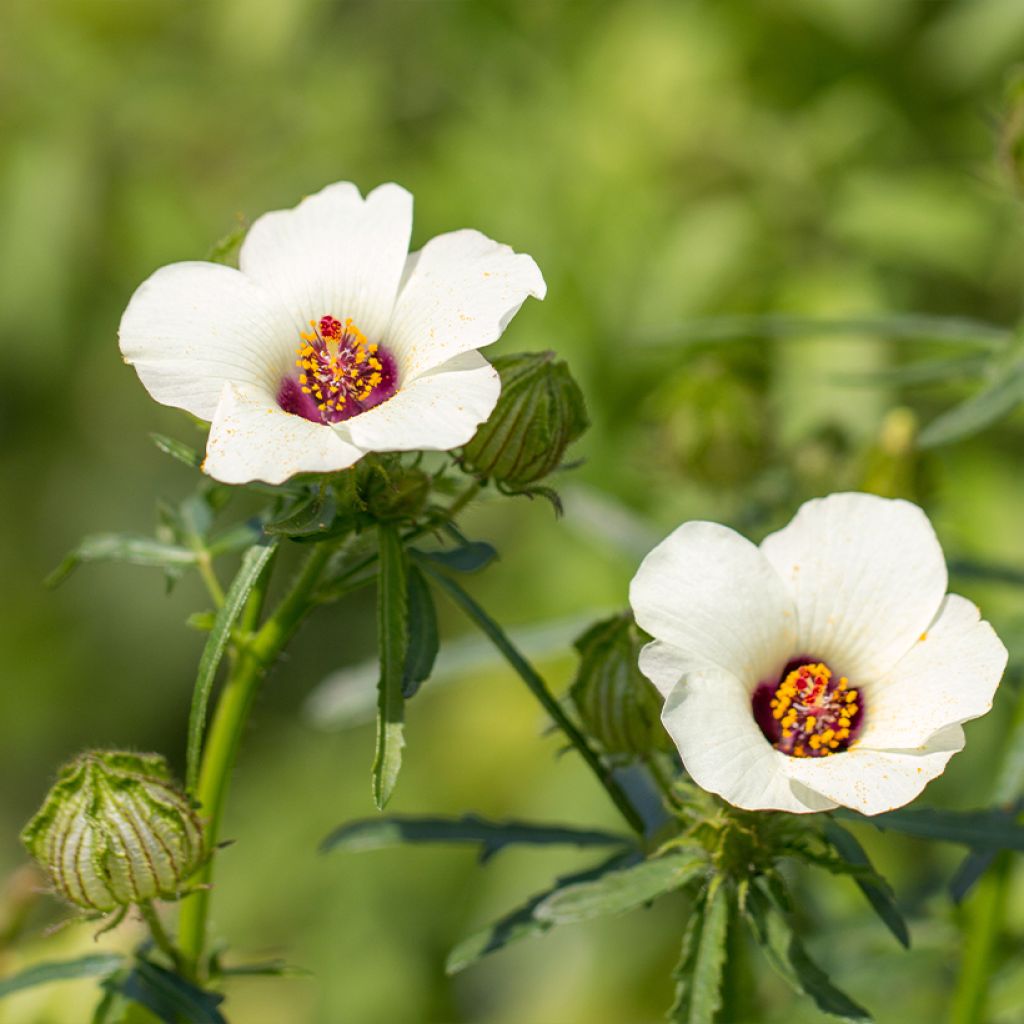 Hibiscus trionum - Ibisco vescicoso