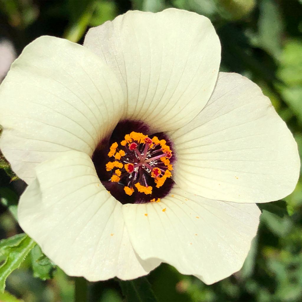 Hibiscus trionum - Ibisco vescicoso