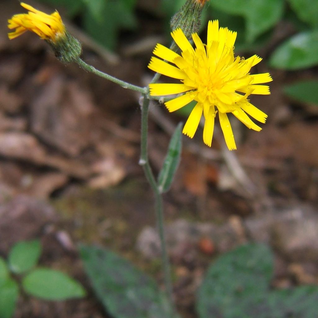 Hieracium maculatum - Sparviere maculato