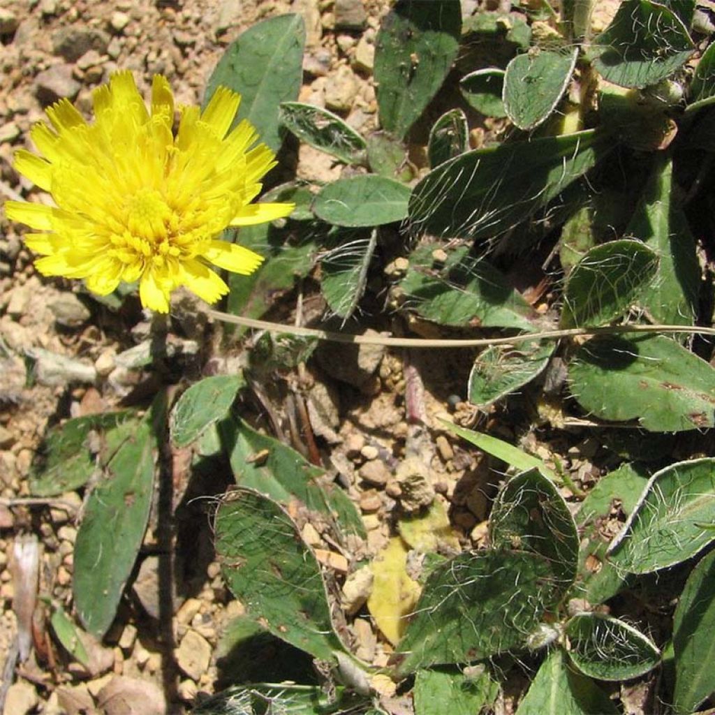 Hieracium pilosella - Epervière