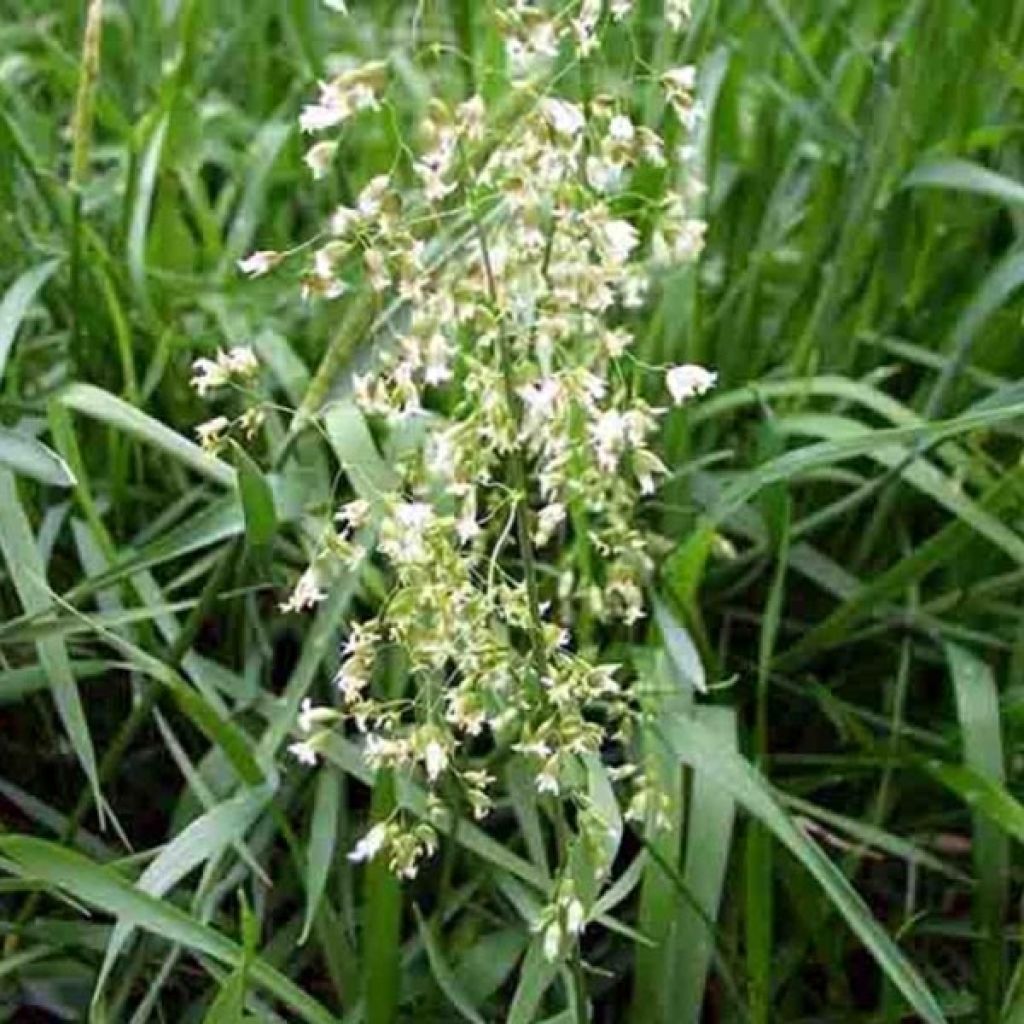 Hierochloe odorata - Avoine odorante