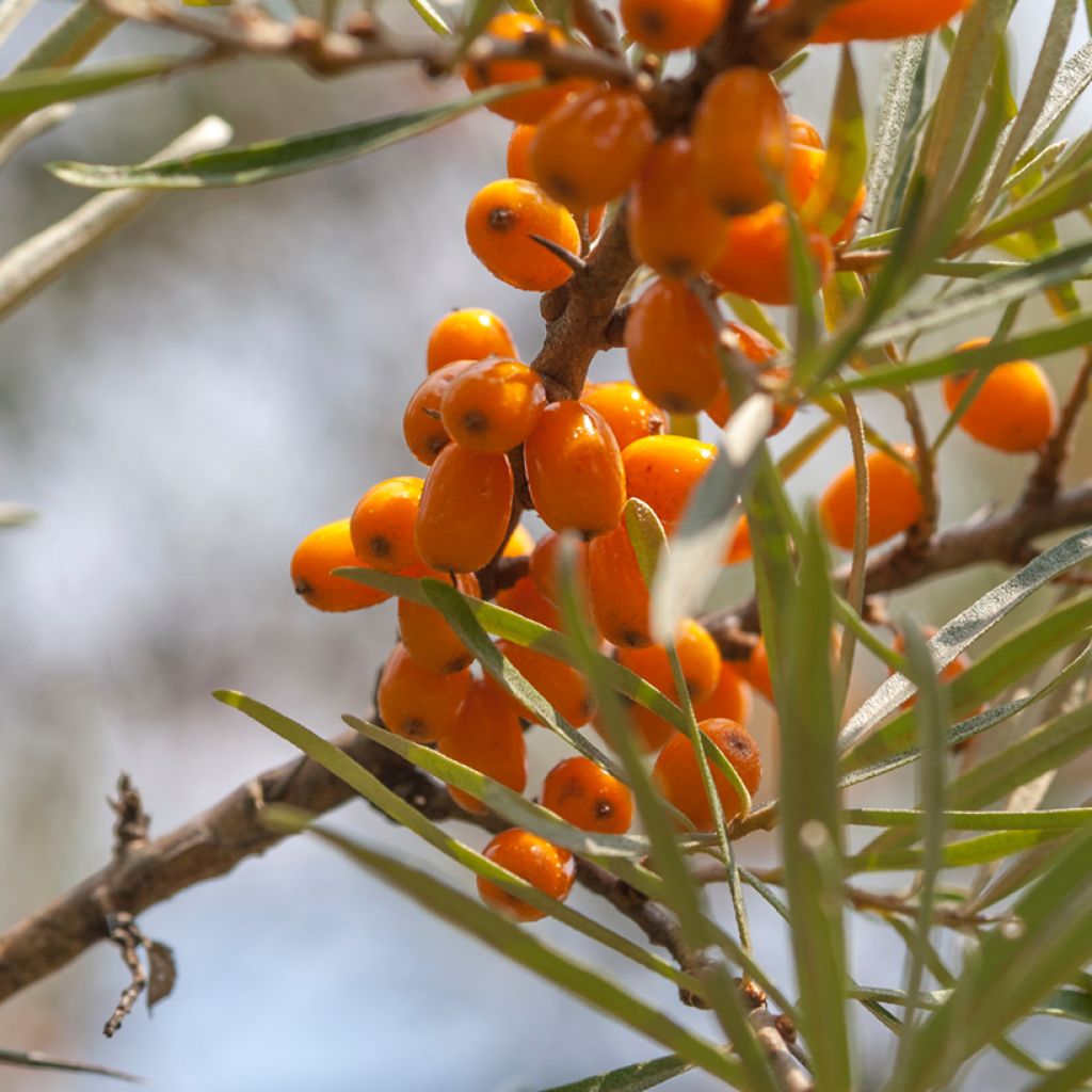 Hippophae rhamnoides Frugana - Olivello spinoso (feminna)