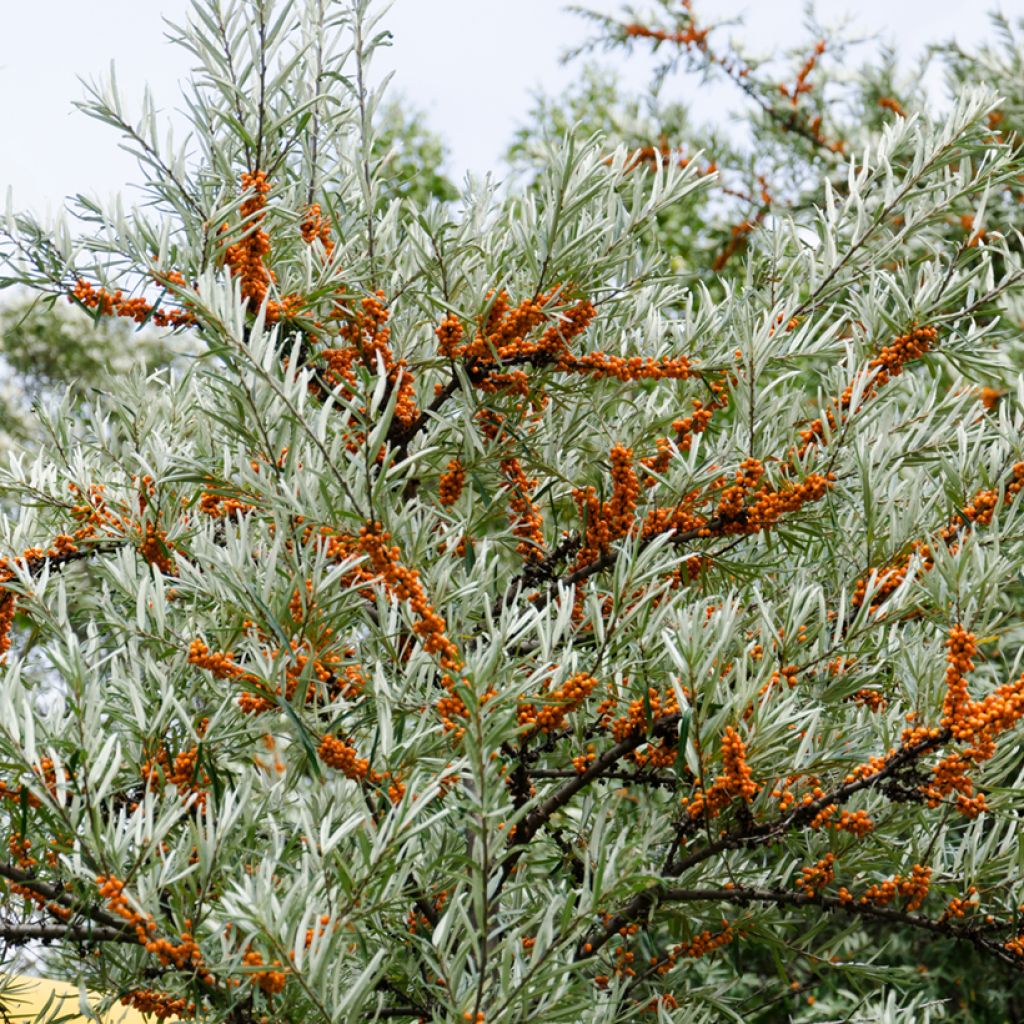 Hippophae rhamnoides Hergo - Olivello spinoso (feminna)