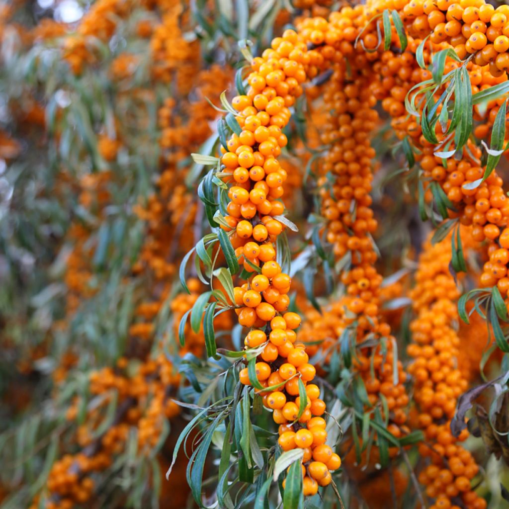 Hippophae rhamnoides Orange Energy 'Hagebo' - Olivello spinoso