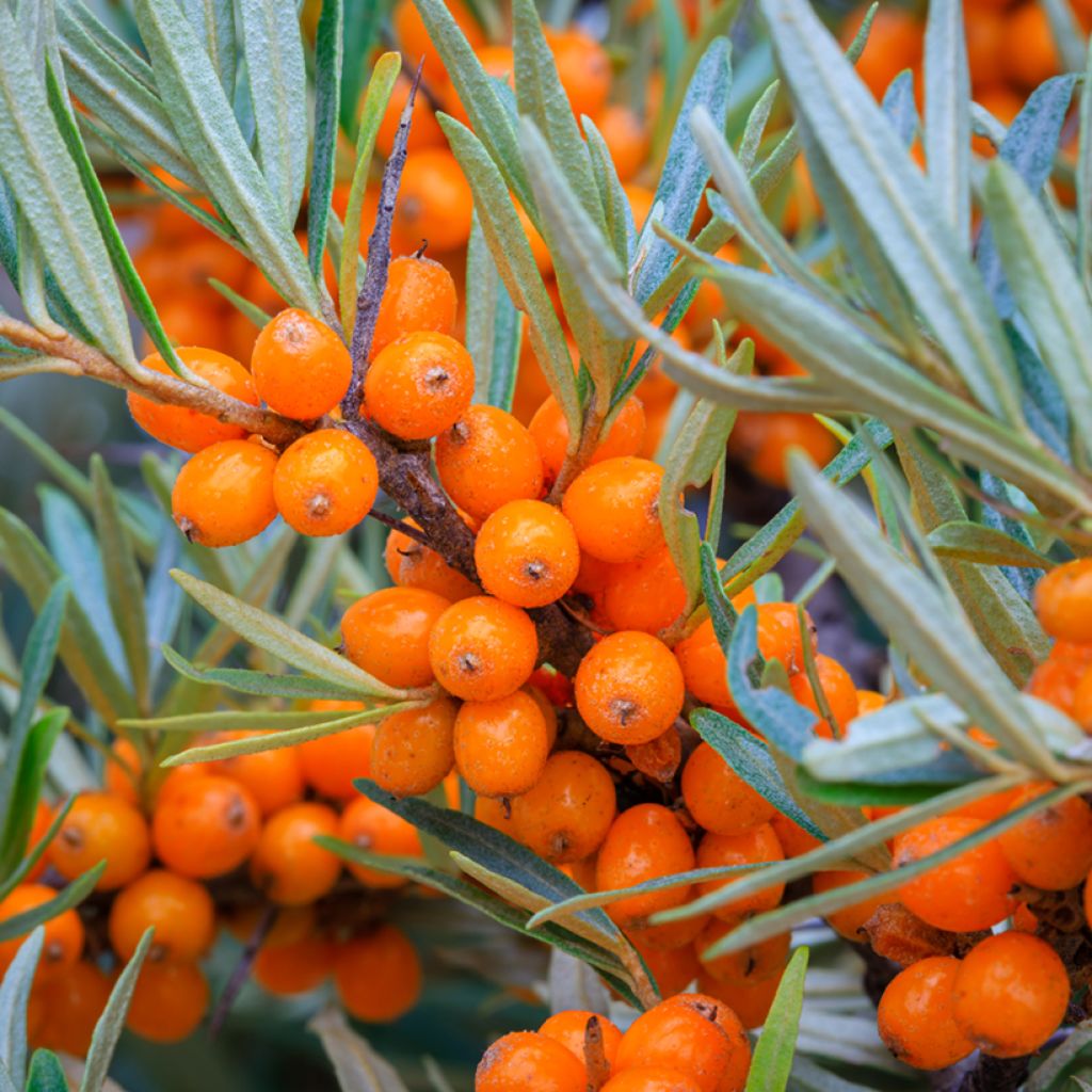 Hippophae rhamnoides Orange Energy 'Hagebo' - Olivello spinoso