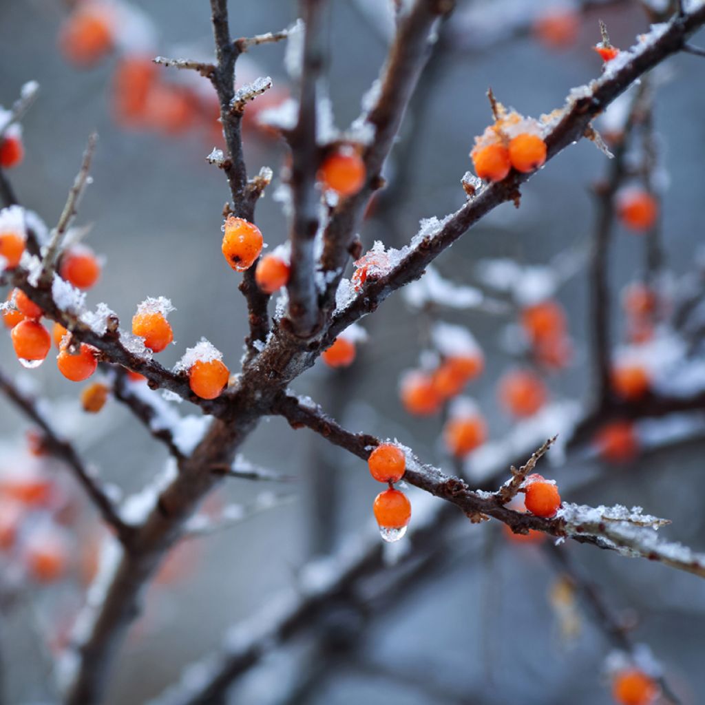 Hippophae rhamnoides Orange Energy 'Hagebo' - Olivello spinoso