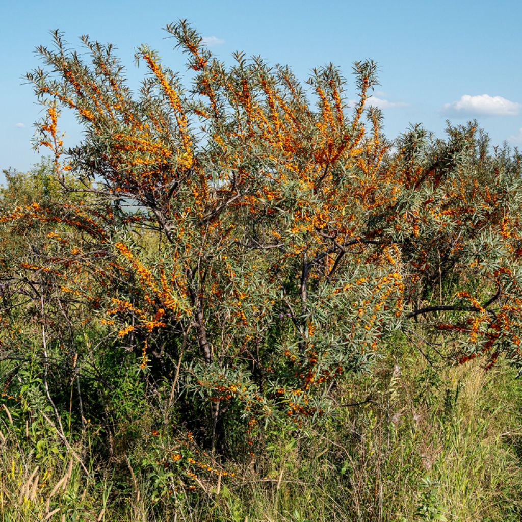 Hippophae rhamnoides Orange Energy 'Hagebo' - Olivello spinoso