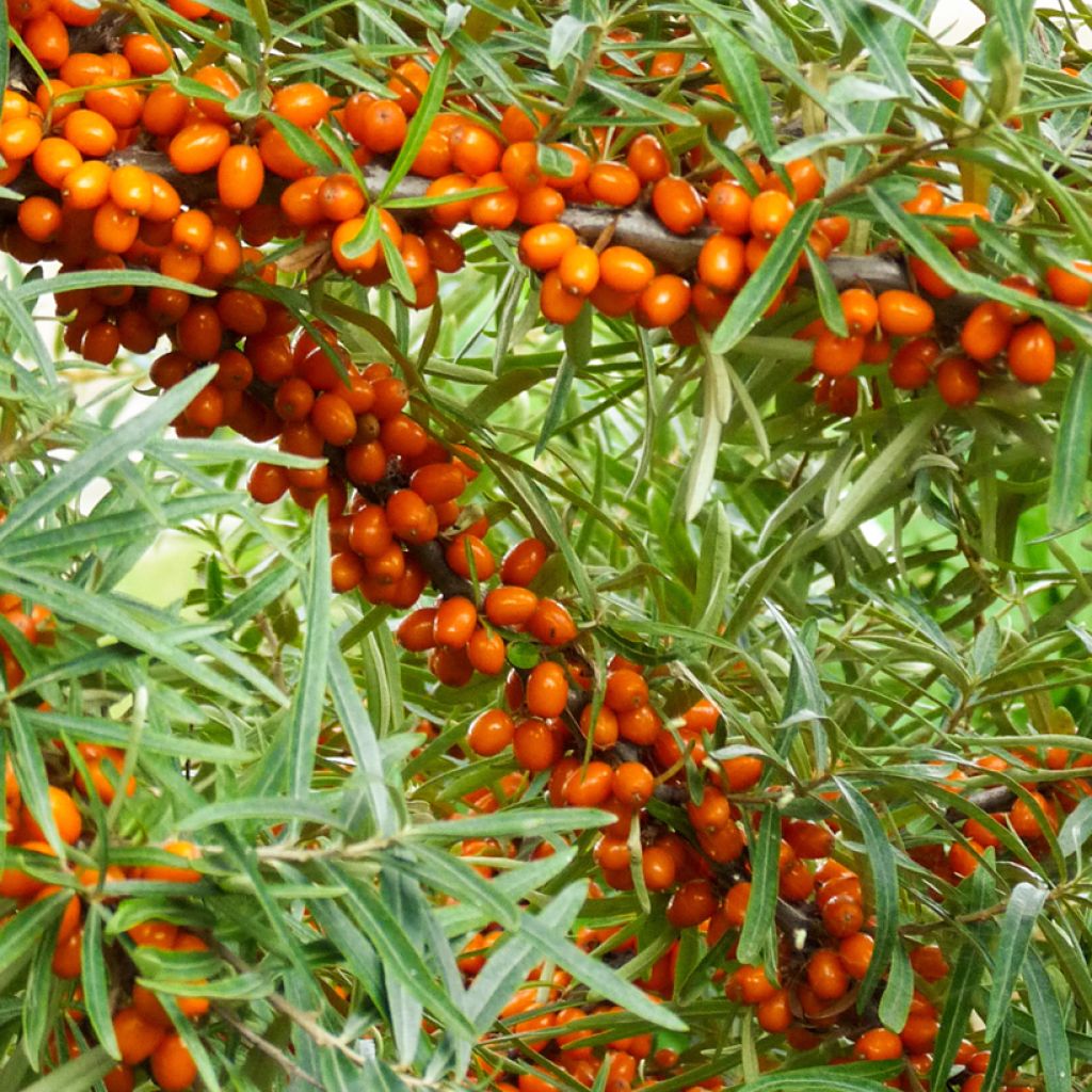 Hippophae rhamnoides Orange Energy 'Hagebo' - Olivello spinoso