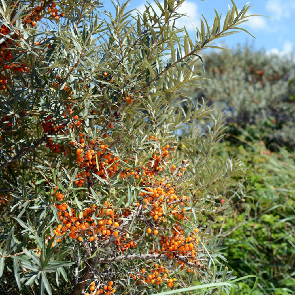 Hippophae rhamnoides Orange Energy 'Hagebo' - Olivello spinoso