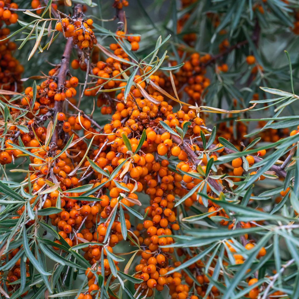 Hippophae rhamnoides Sirola - Olivello spinoso (feminna)