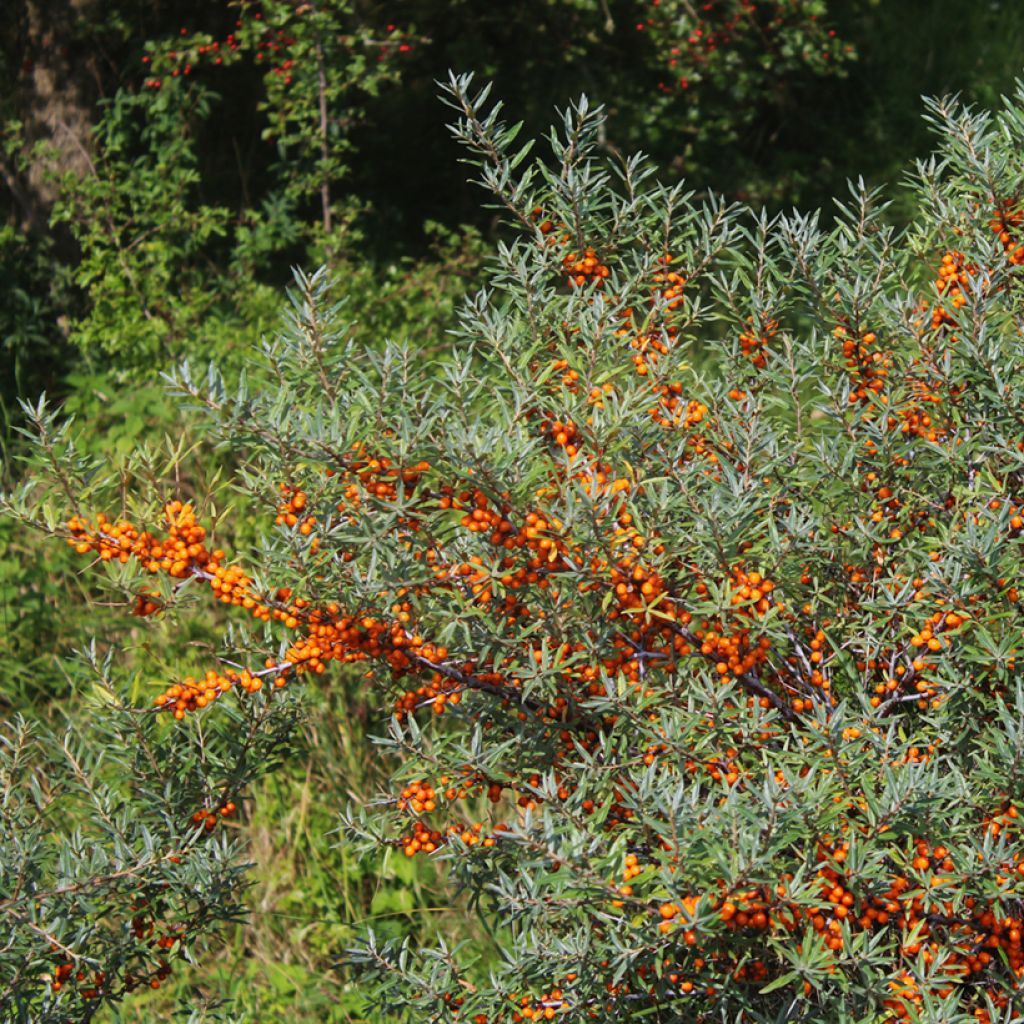 Hippophae rhamnoides Sirola - Olivello spinoso (feminna)