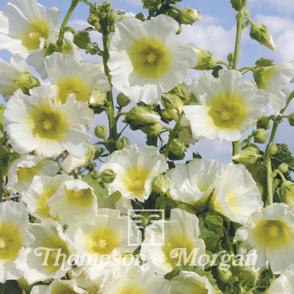 Rose trémière Halo White