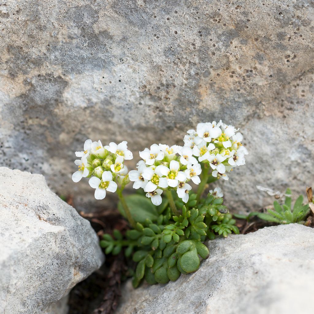 Hornungia alpina - Iberidella alpina