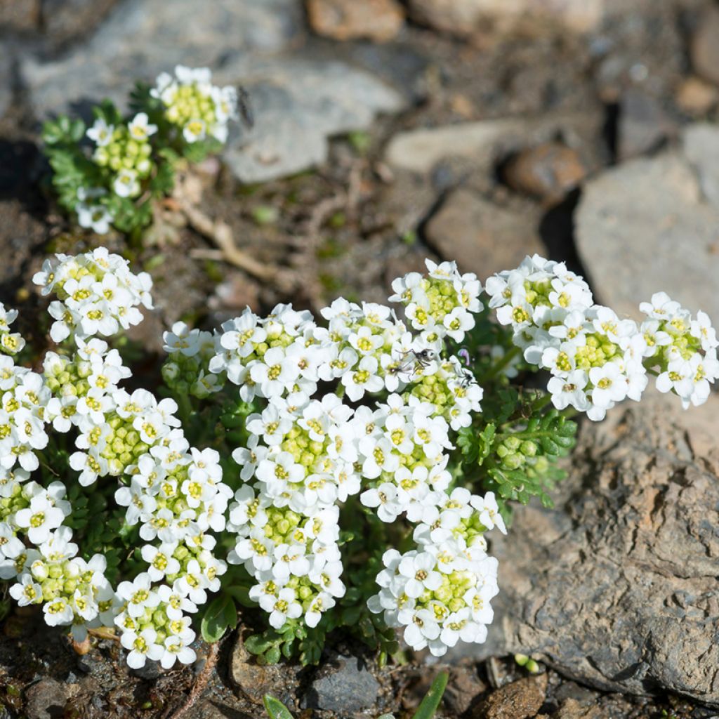 Hornungia alpina - Iberidella alpina