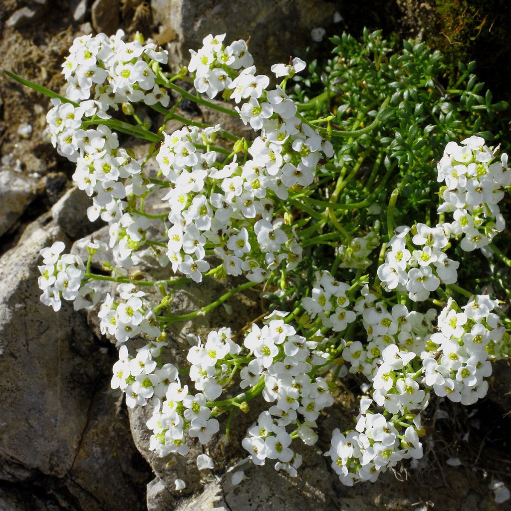 Hornungia alpina - Iberidella alpina